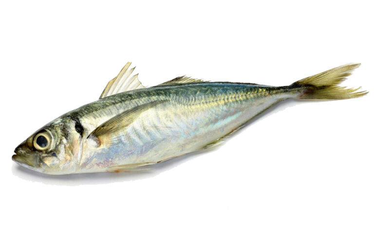 Chinchard