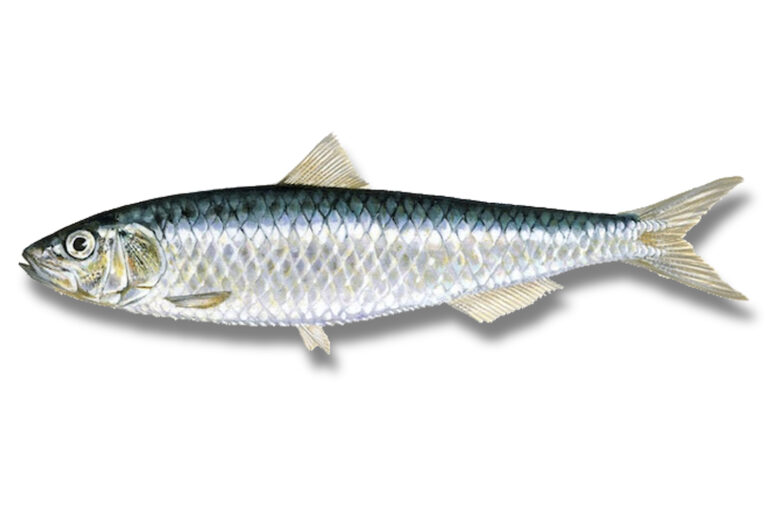 Pilchardus