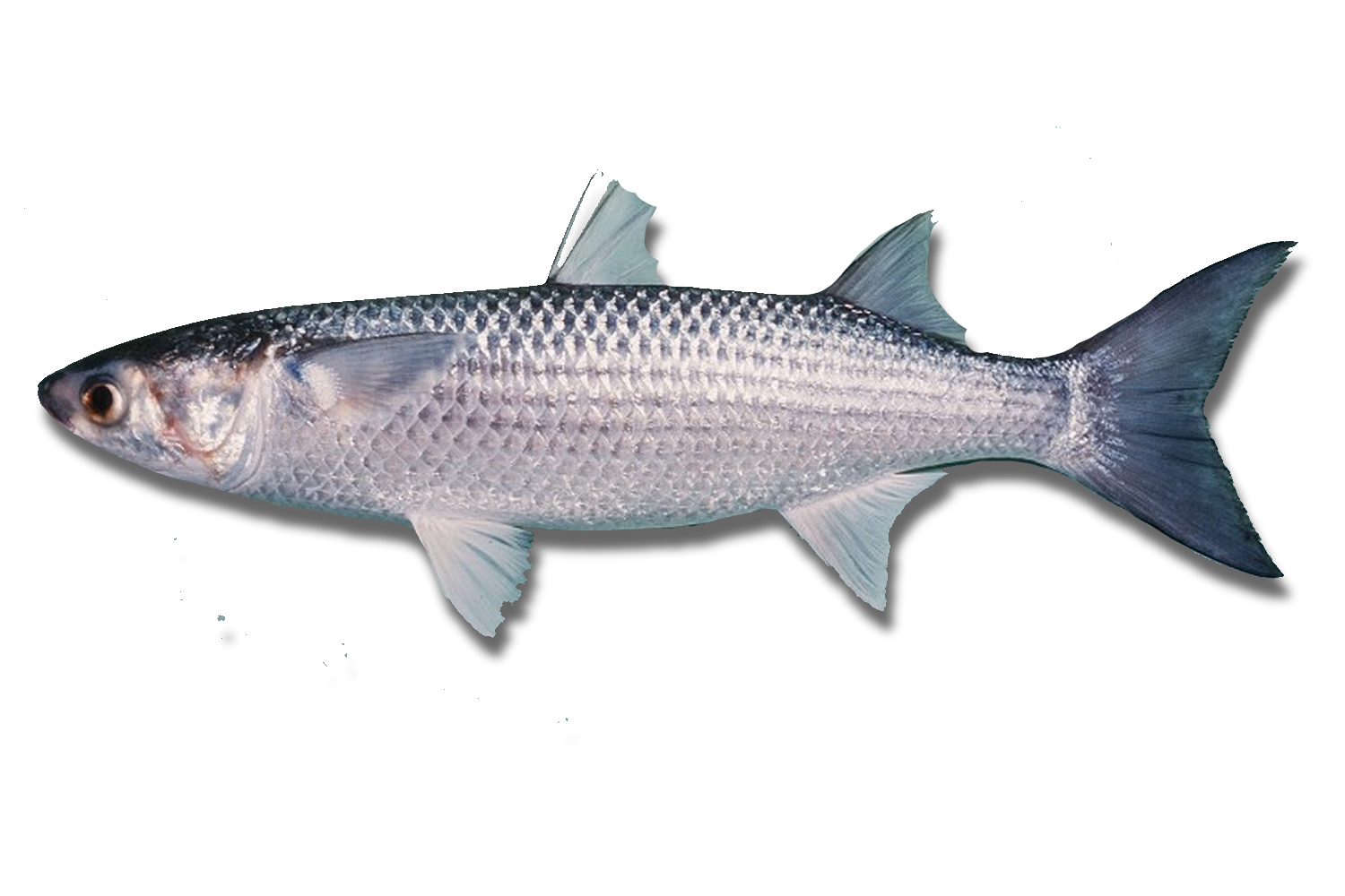 Mullet