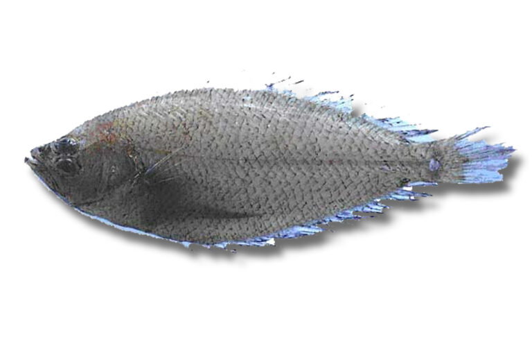 Peluda