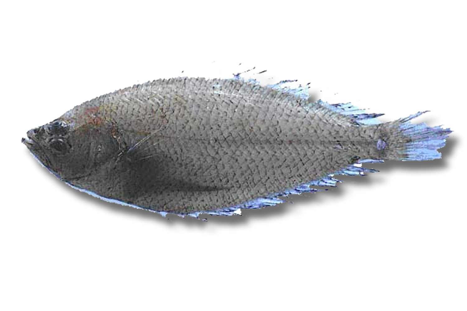 Peluda