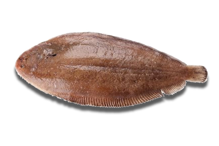 Lenguado