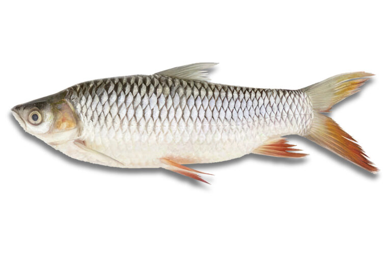 Poisson frais
